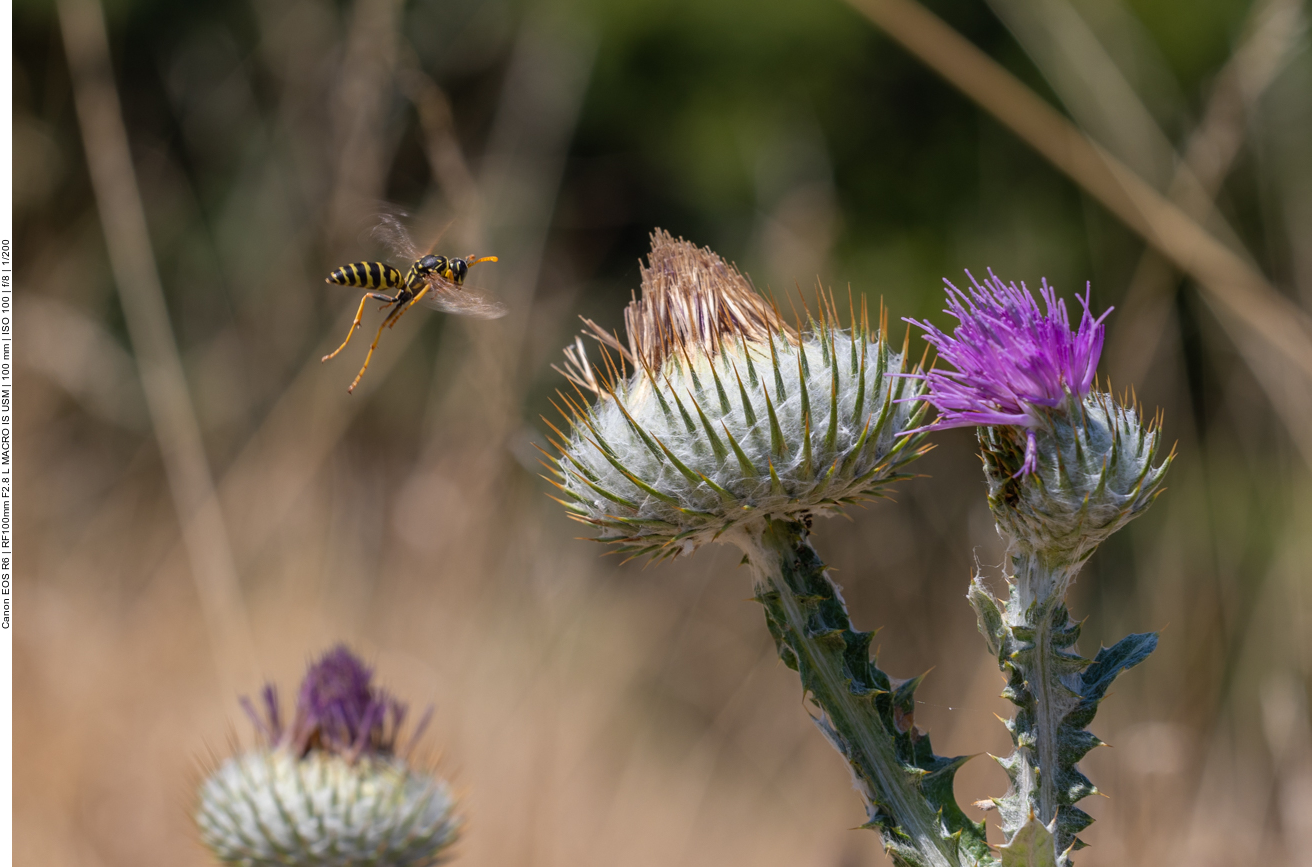 Anflug auf eine Wollkopf-Kratzdistel [Cirsium eriophorum]