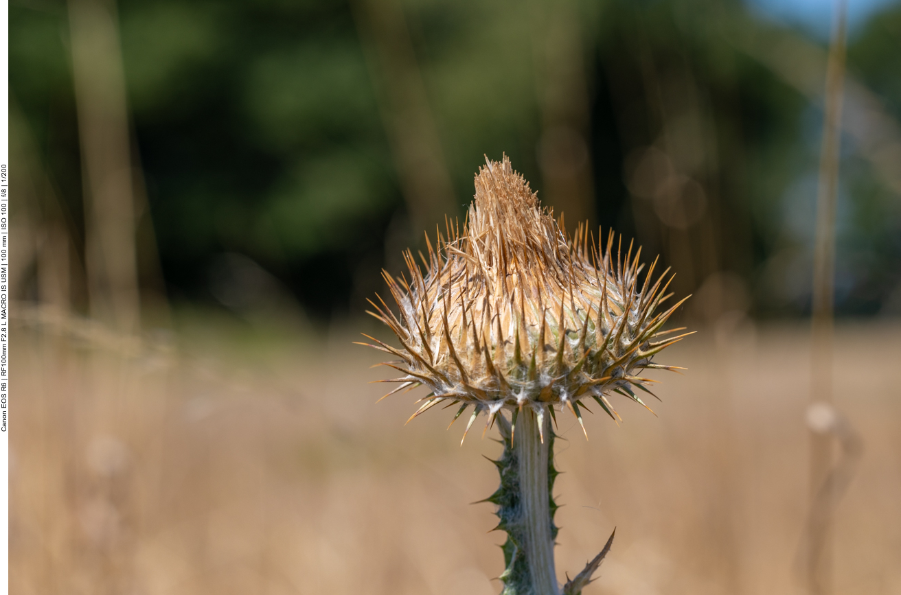 Wollkopf-Kratzdistel [Cirsium eriophorum]