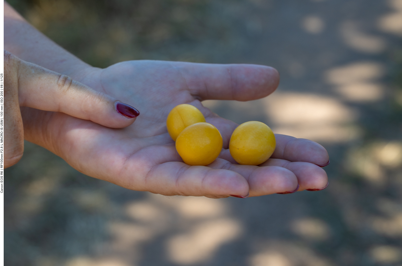 Die Mirabellen schmecken köstlich