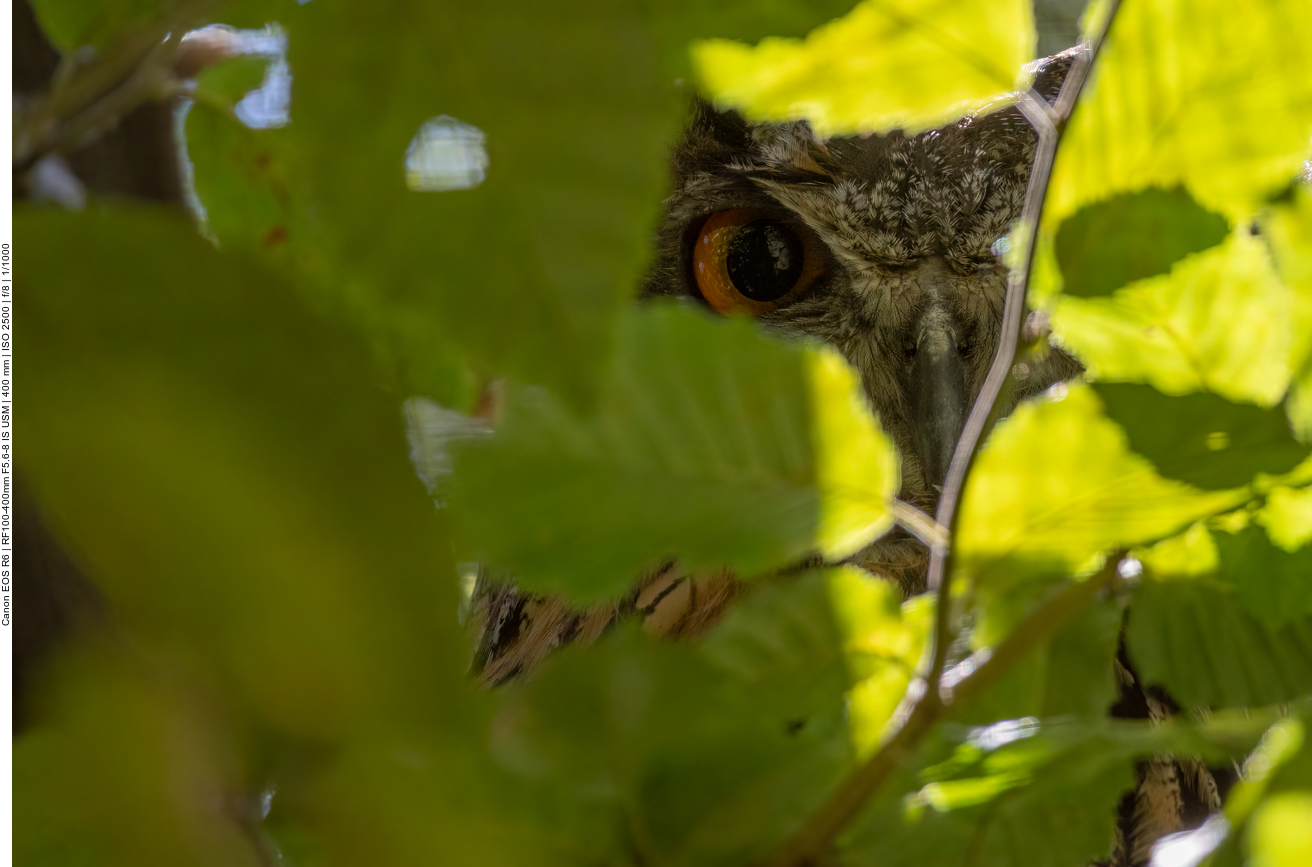 Ein Uhu [Bubo bubo] schaut durch die Blätter
