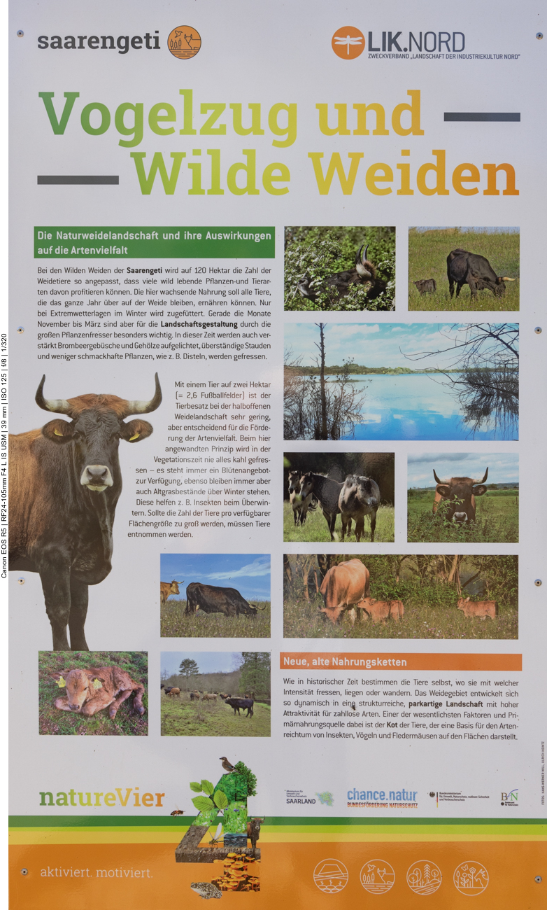 An der Saarengeti ;-)