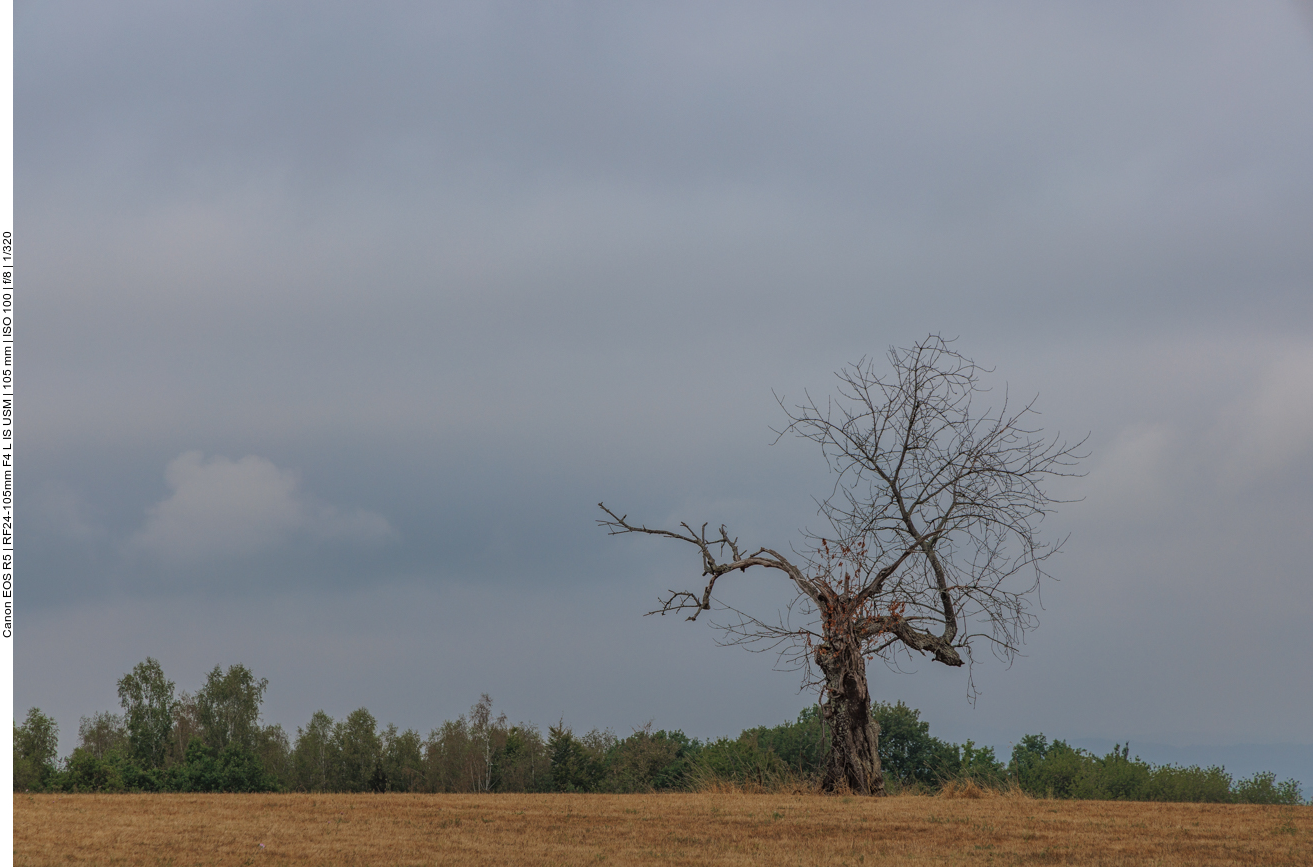 Einsamer abgestorbener Baum