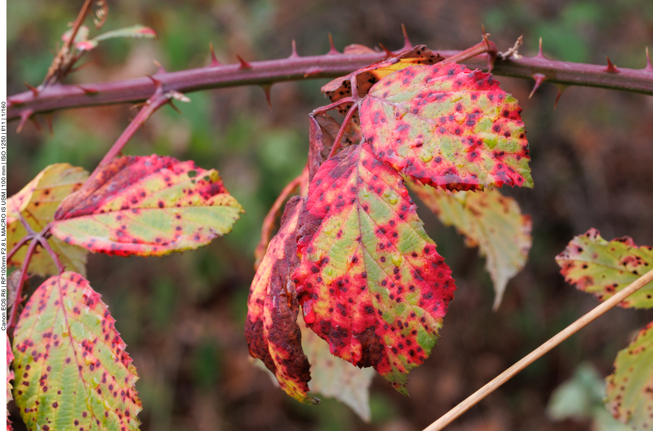 Herbstliche Brombeerblätter