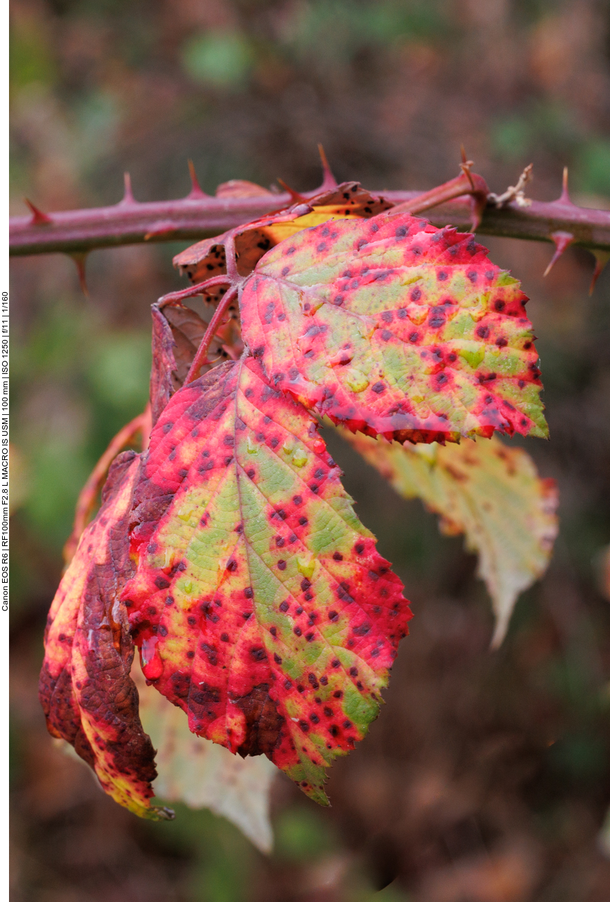 Nochmals die Blätter ...