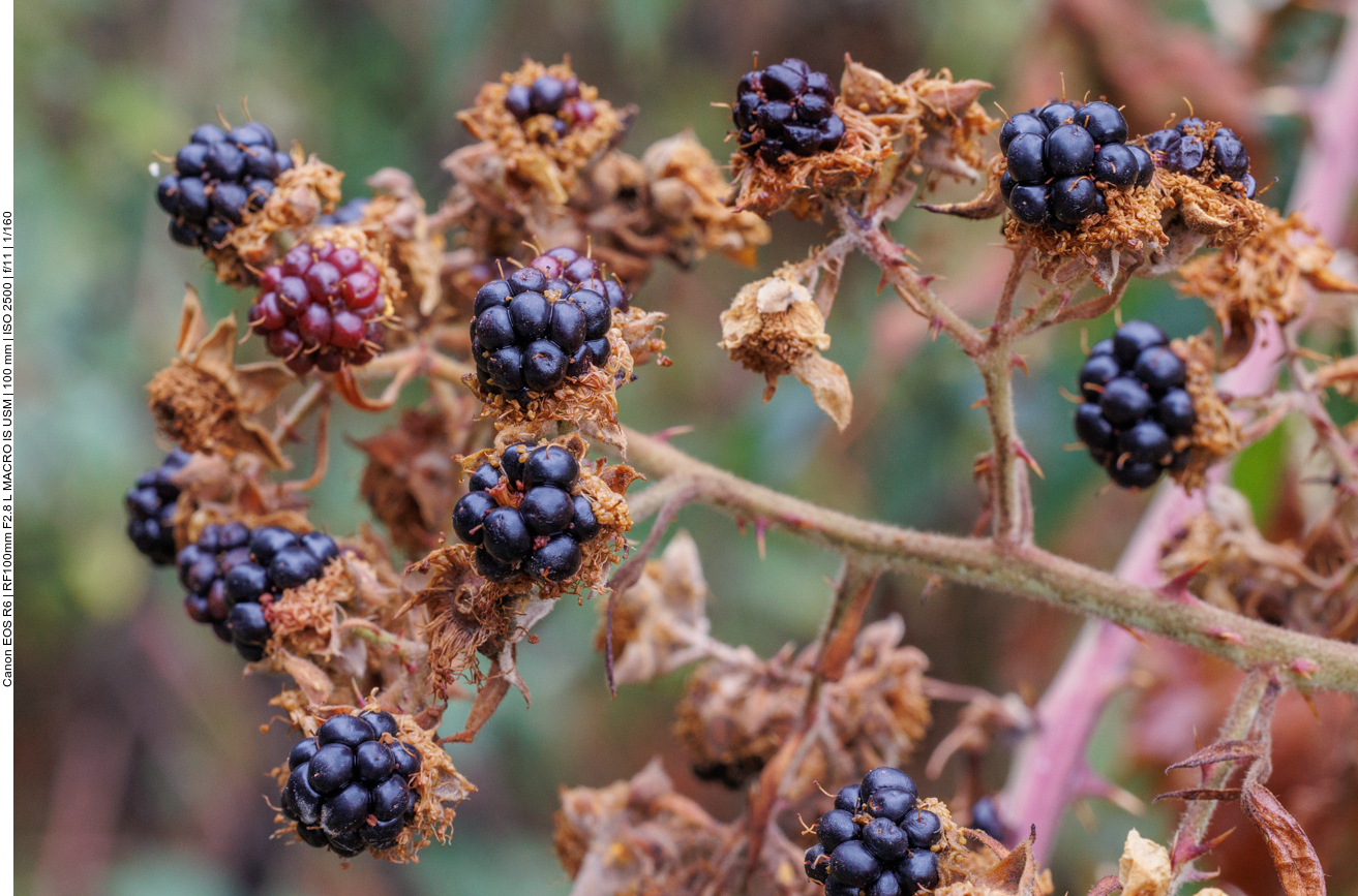 ... und die zugehörigen Früchte