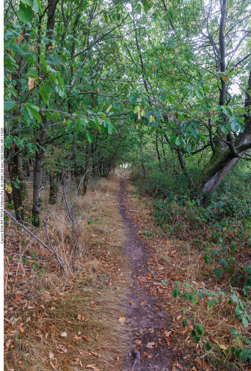 Schmaler Pfad durch den Wald