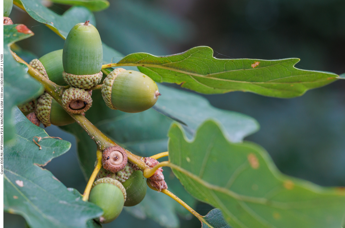 Eicheln zeigen, dass der Herbst nicht mehr weit ist