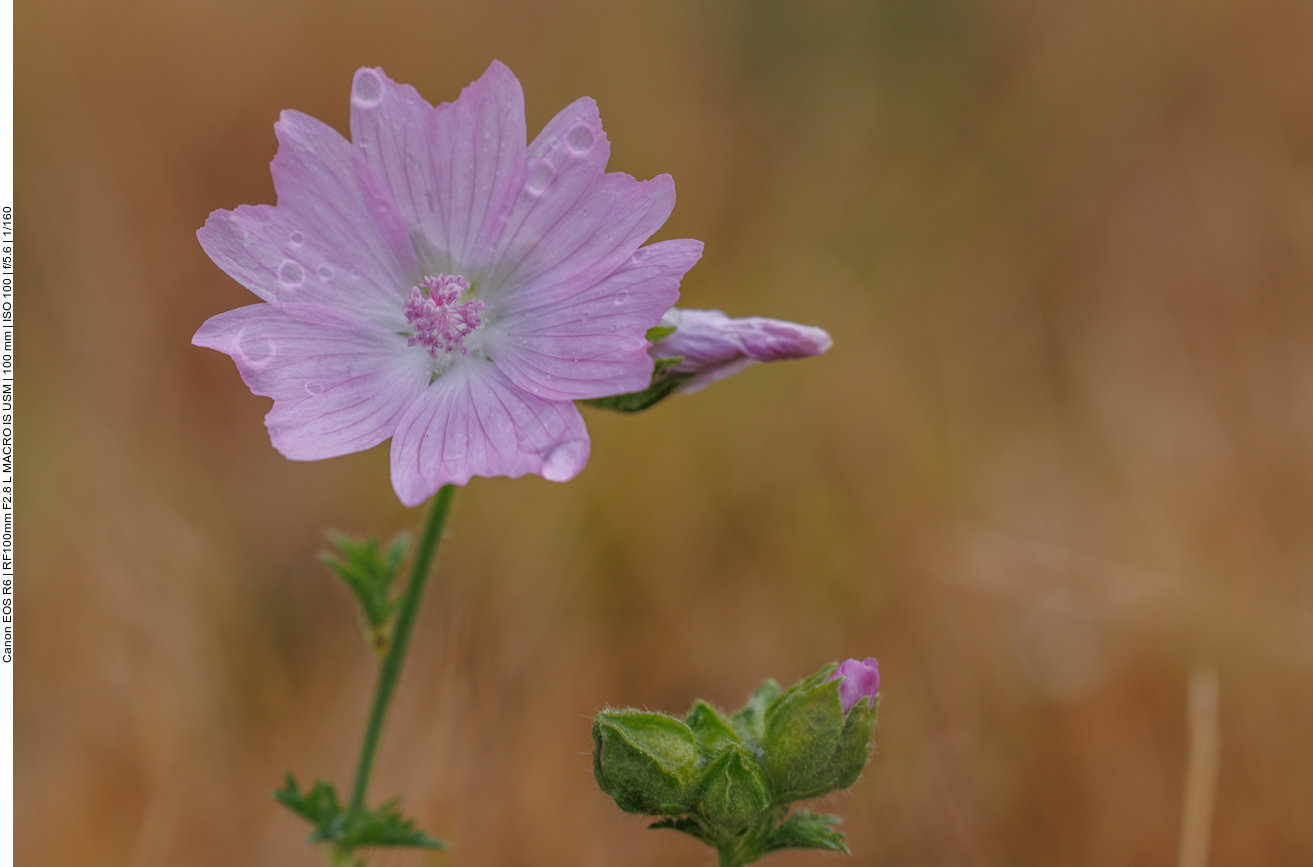 Moschus-Malve [Malva moschata]