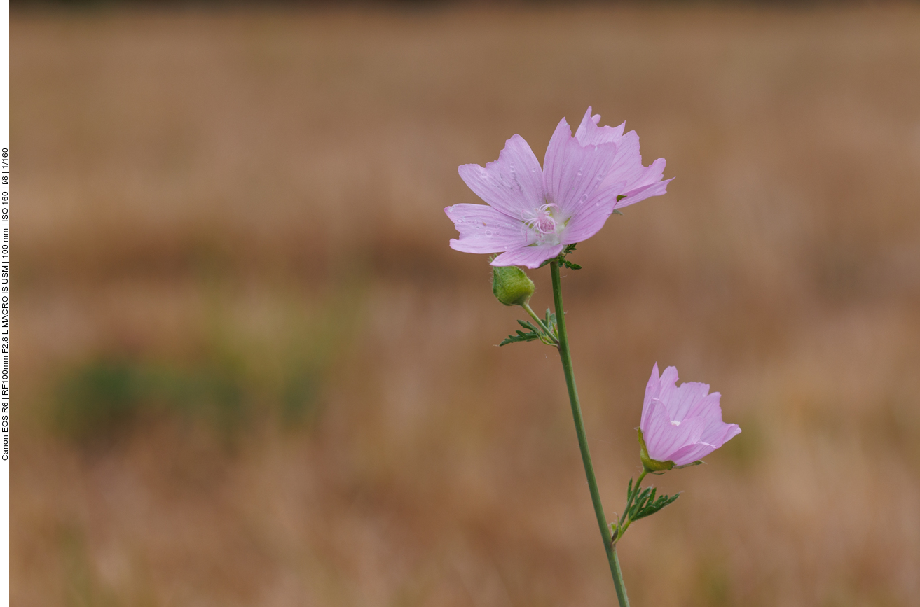 Moschus-Malve [Malva moschata]