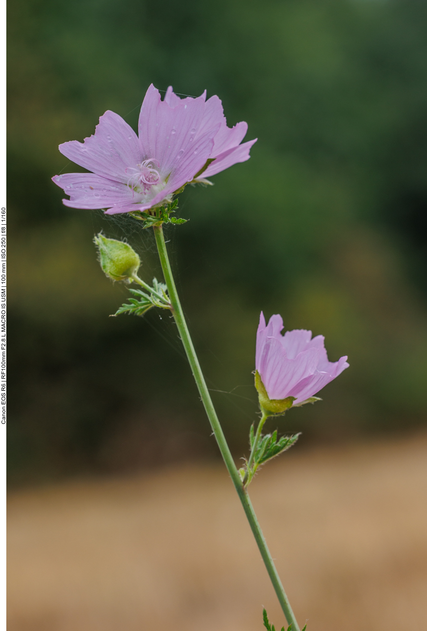 Moschus-Malve [Malva moschata]