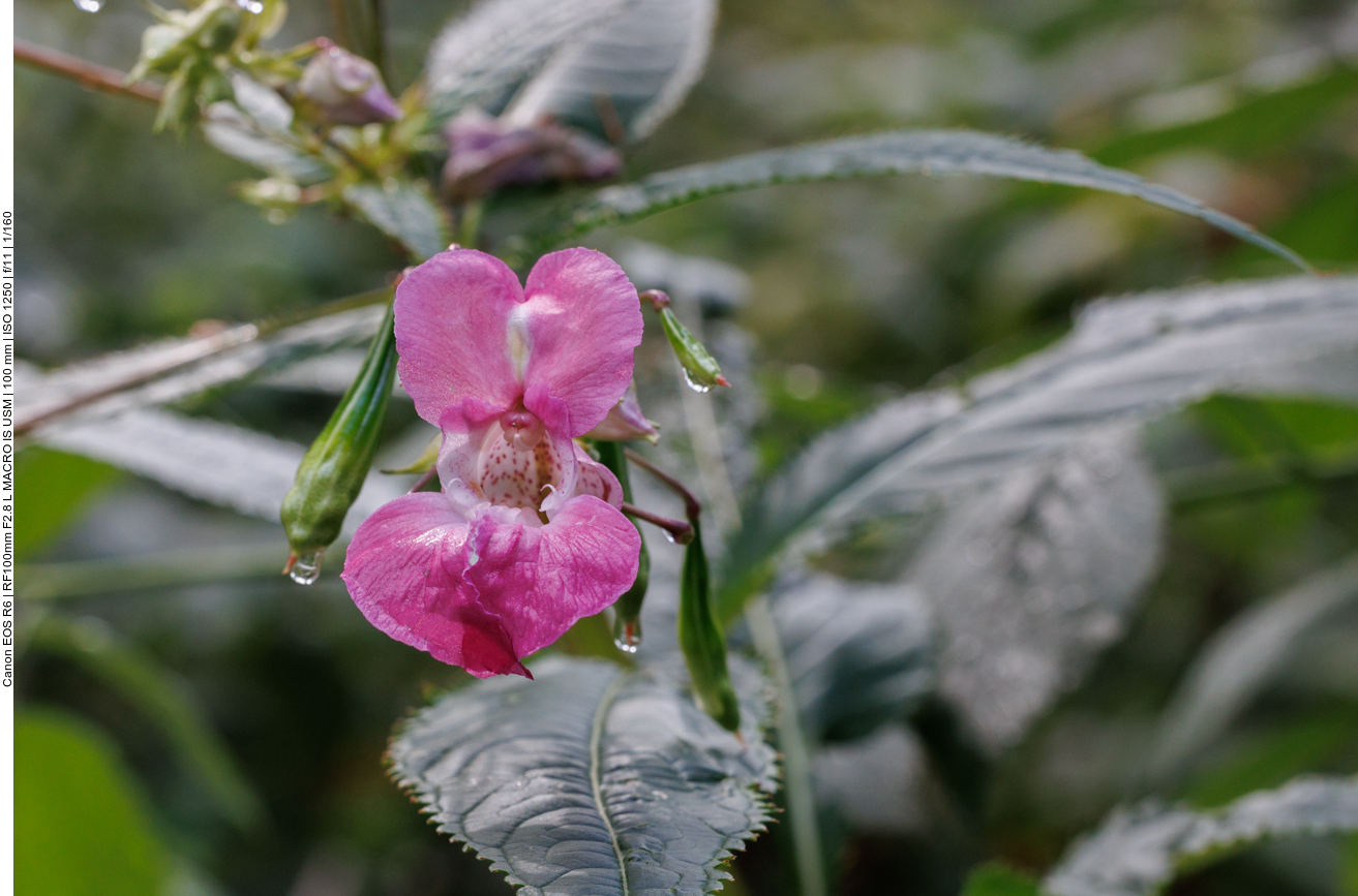 Drüsiges Springkraut [Impatiens glandulifera]