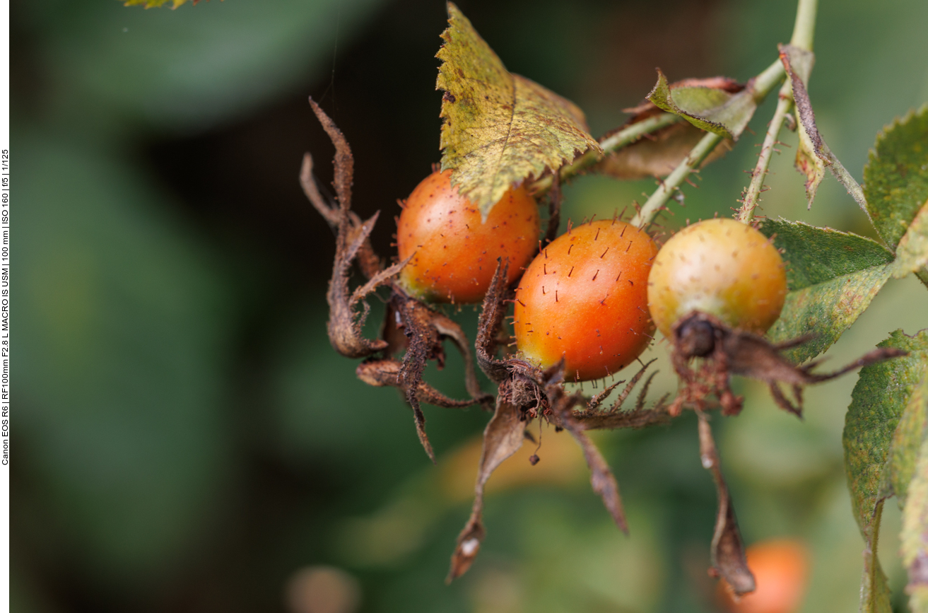 Apfel-Rose [Rosa villosa]