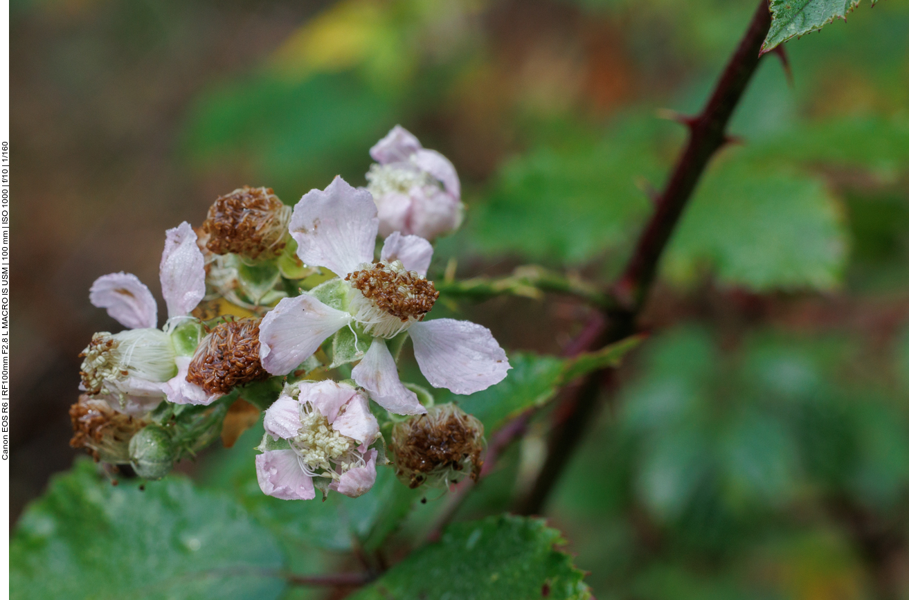 Brombeerblüten