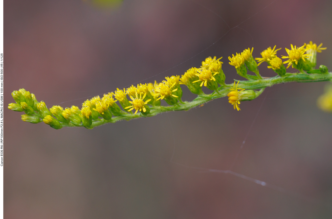Kanadische Goldrute [Solidago canadensis]
