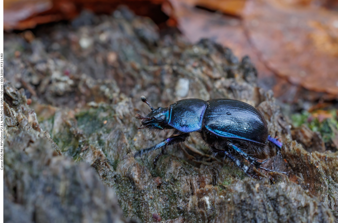 Gemeiner Mistkäfer [Geotrupes stercorarius]