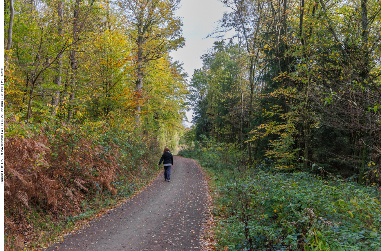 Durch den Herbstwald