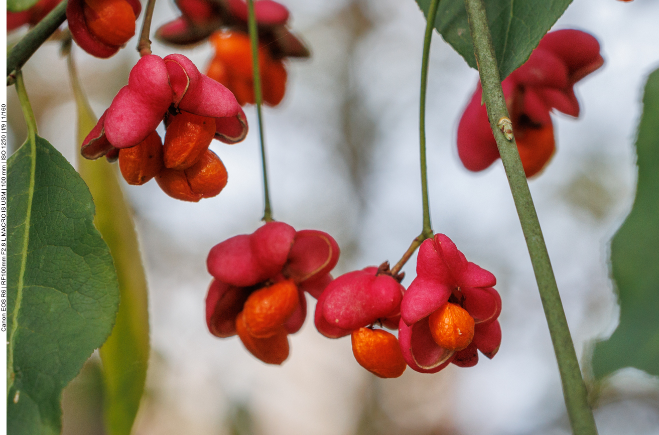 Gewöhnlicher Spindelstrauch [Euonymus europaeus], im Volksmund auch Pfaffenhütchen genannt