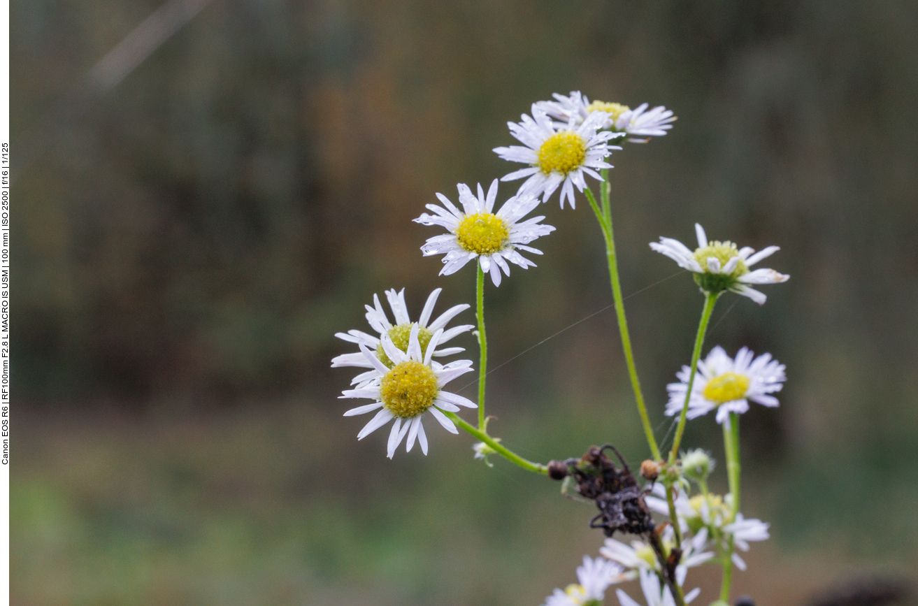 Borstiges Berufkraut [Erigeron strigosus]