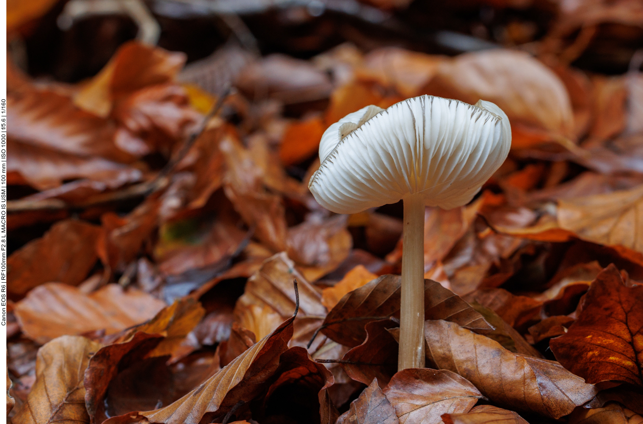 Ein Pilz stößt durch das Laub