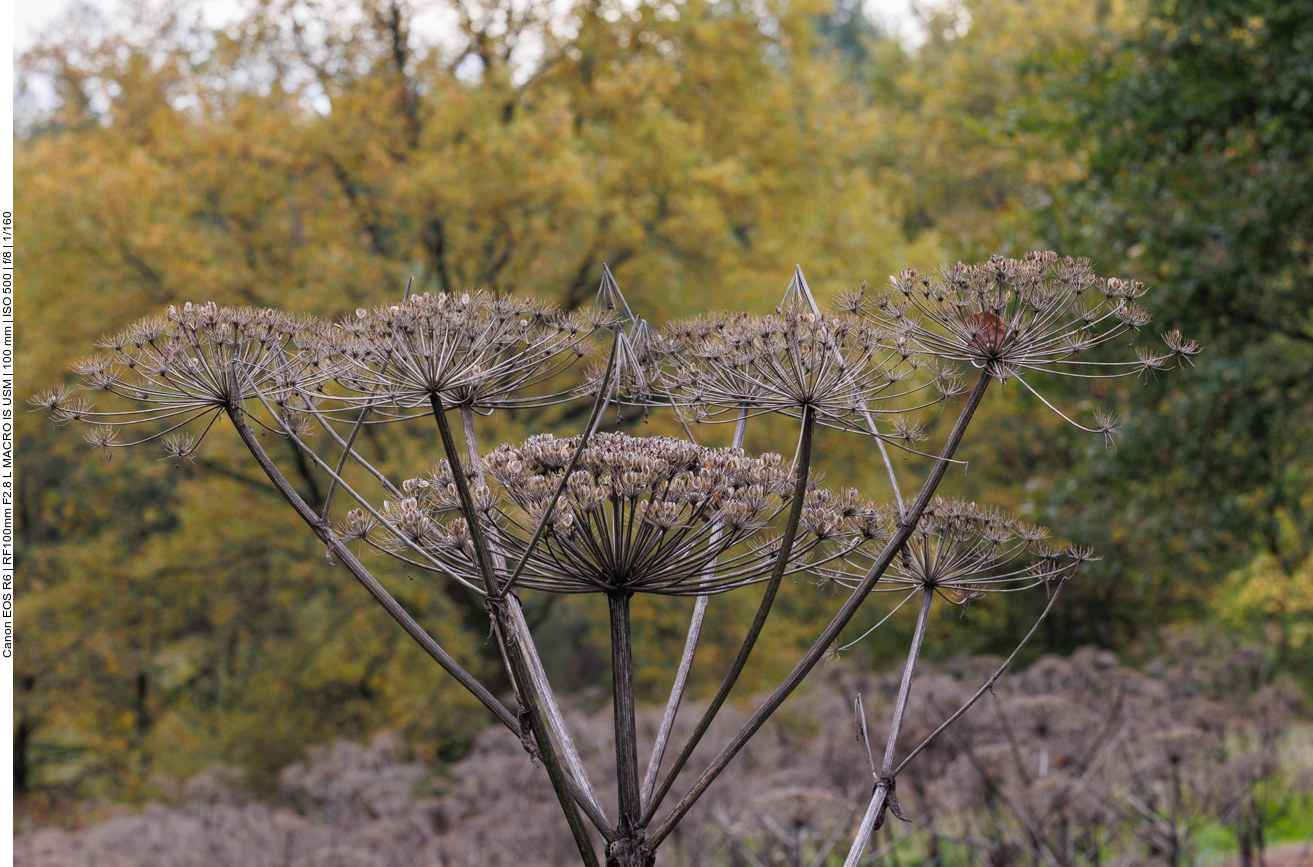 Riesen-Bärenklau [Heracleum mantegazzianum]