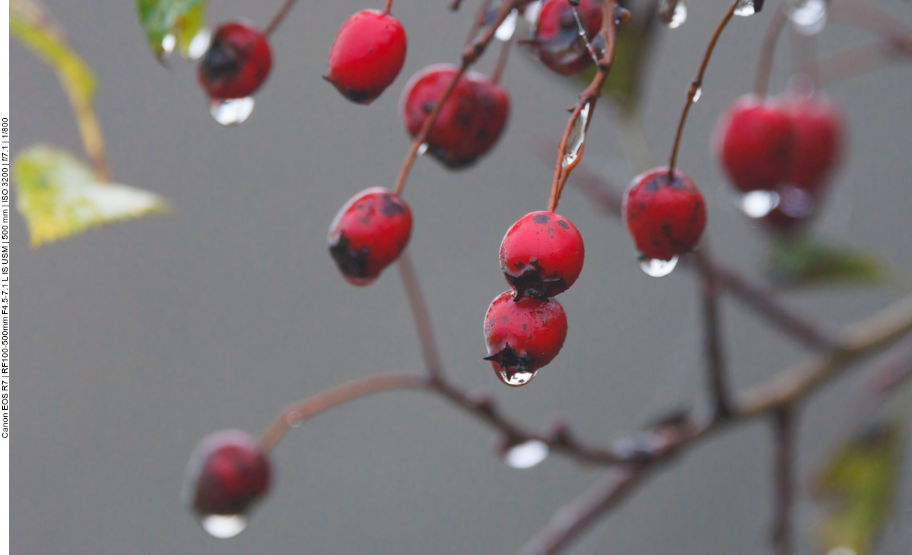 Eingriffliger Weißdorn [Crataegus monogyna]