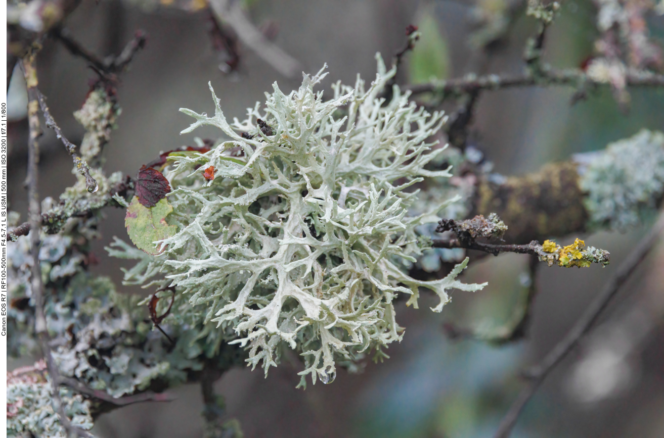 Elchgeweihflechte [Pseudevernia furfuracea]