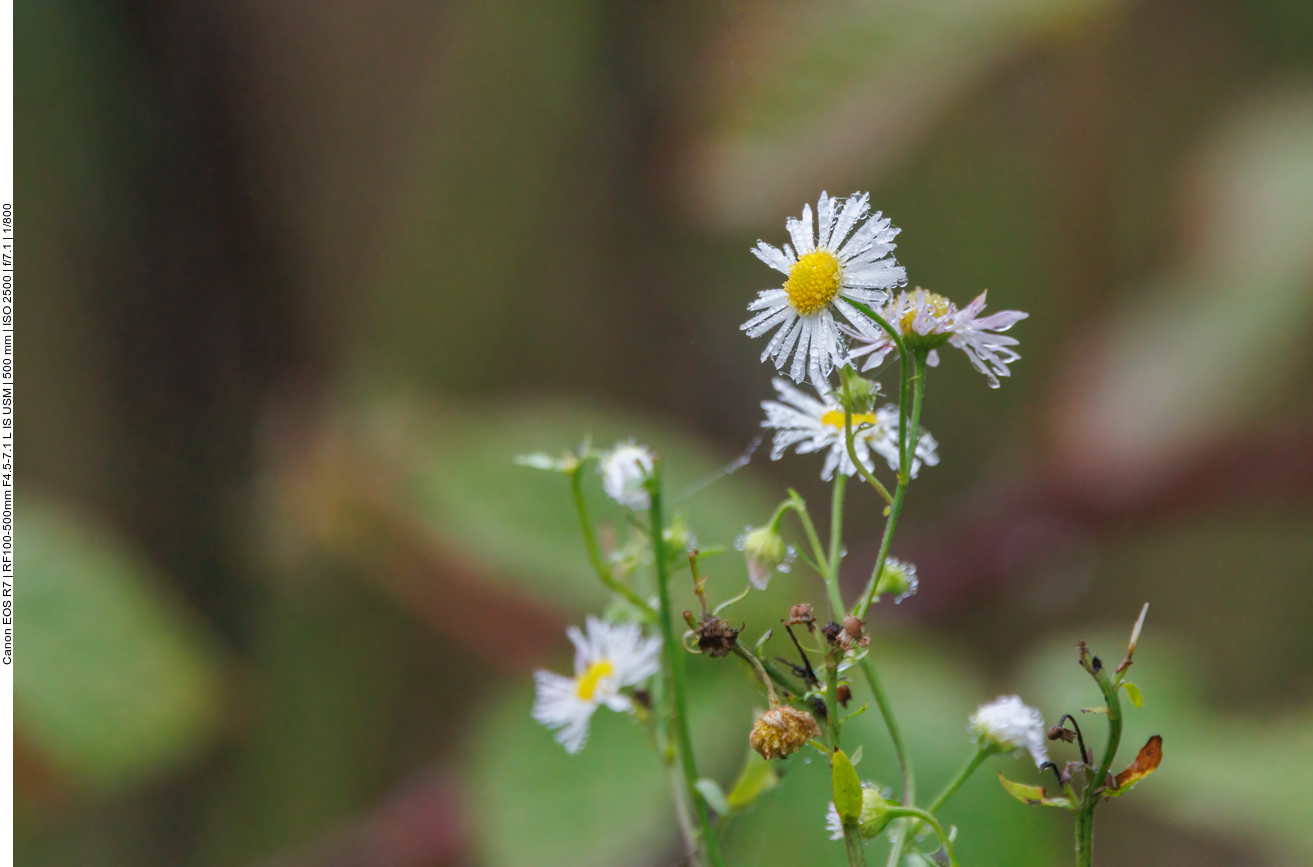 Borstiges Berufkraut [Erigeron strigosus] voller Wassertröpfchen