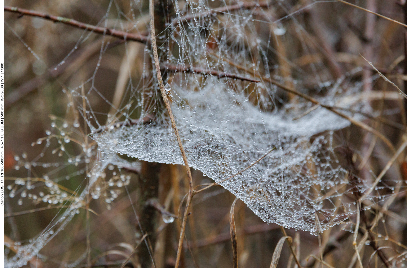 Spinnennetz voller Wassertröpfchen ...
