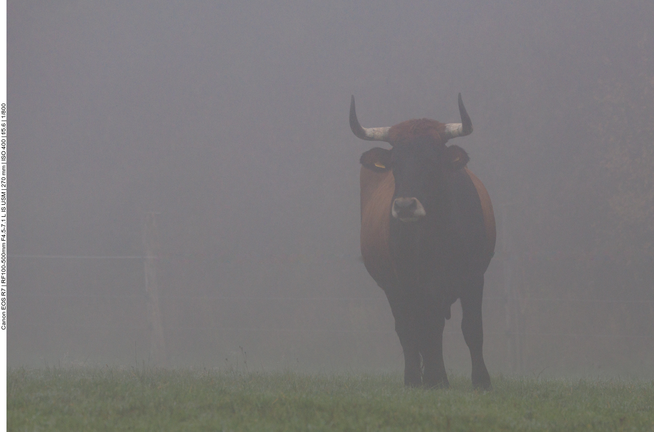 Taurus-Rind im Nebel