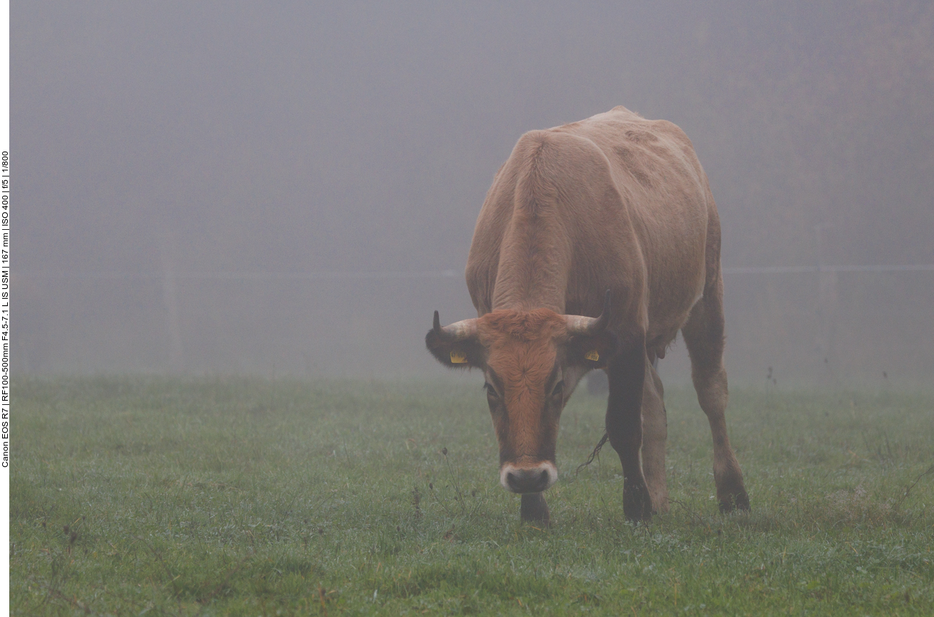 Taurus-Rind im Nebel