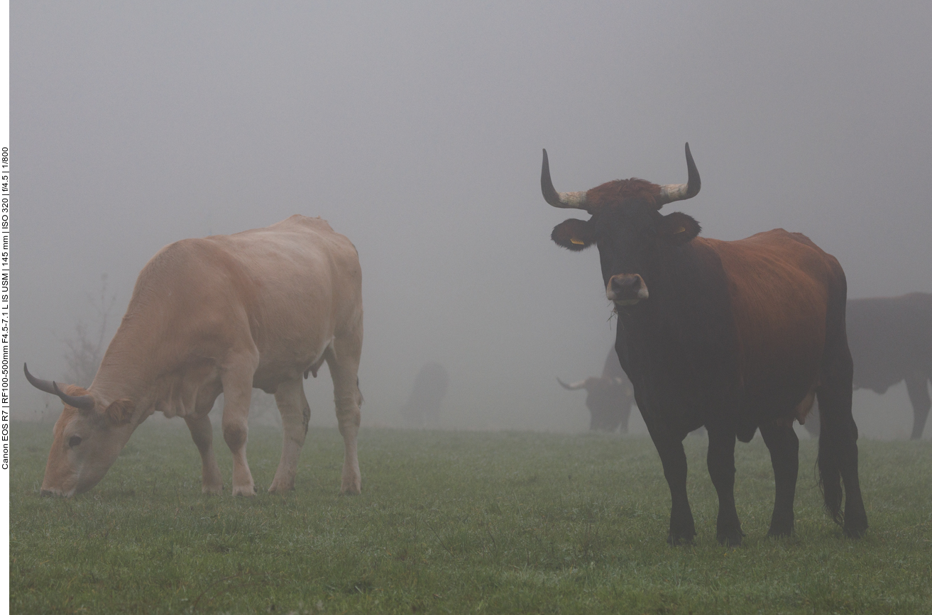 Taurus-Rind im Nebel