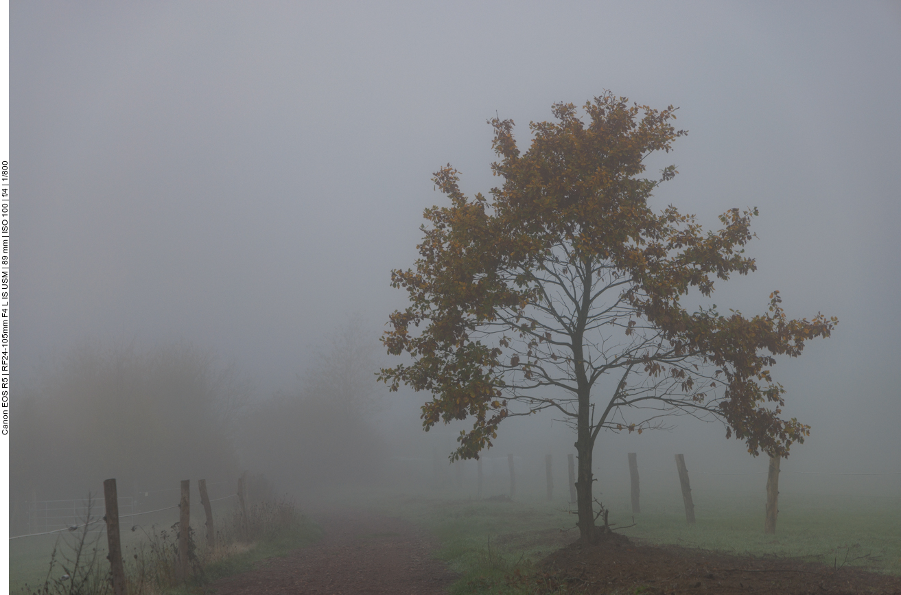 Kleine Eiche in der Nebelsuppe