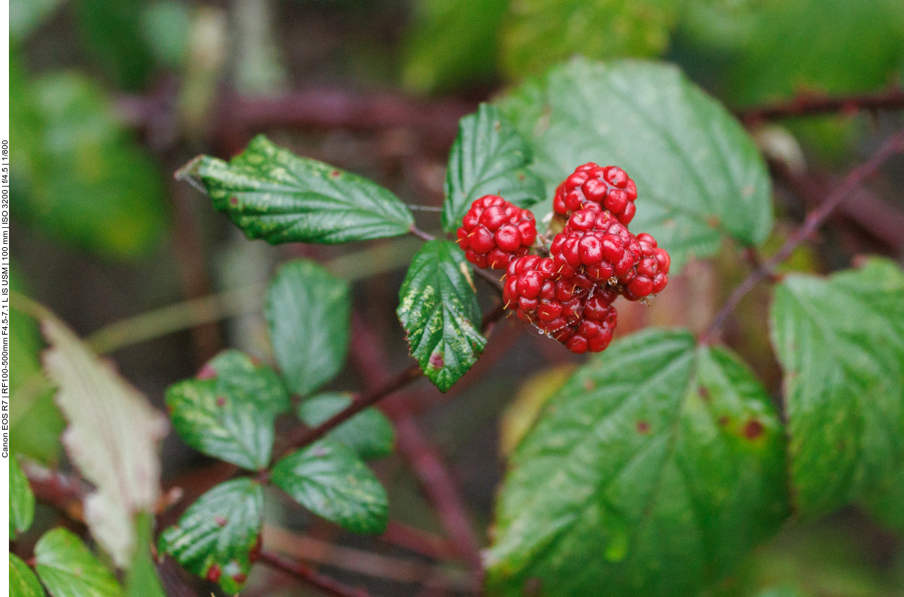 Brombeeren