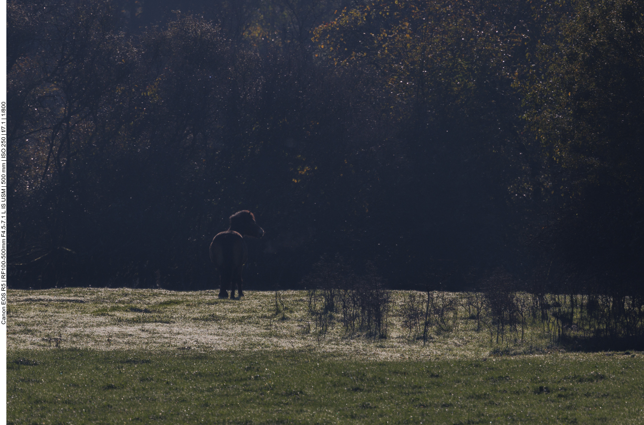 Exmoor-Pony