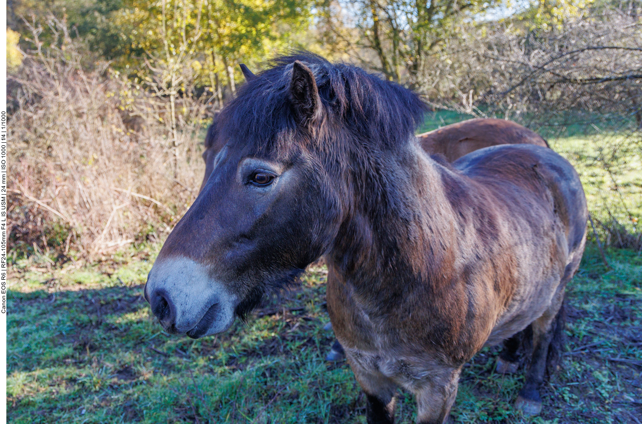 Exmoor-Pony