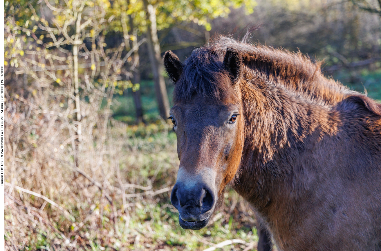 Exmoor-Pony