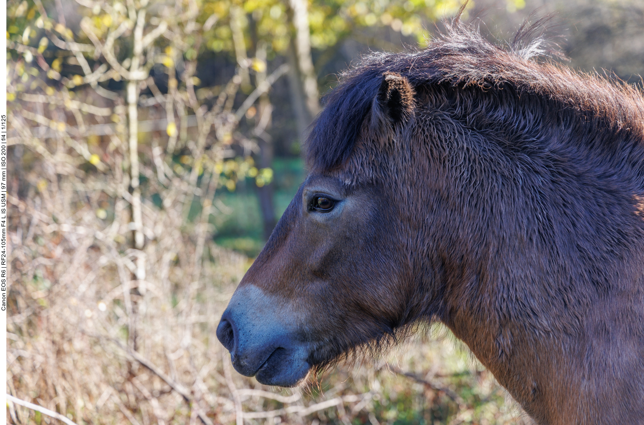 Exmoor-Pony