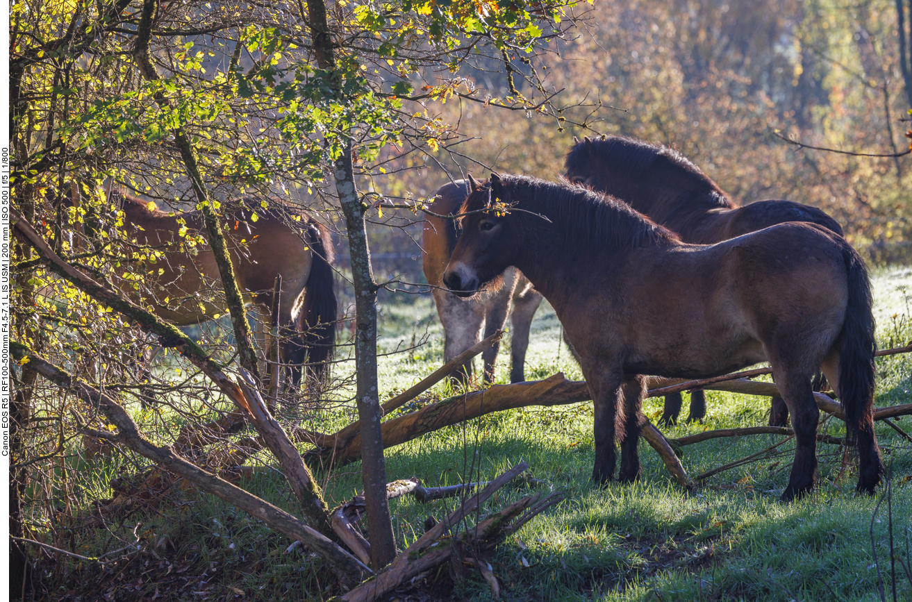 Exmoor-Ponys