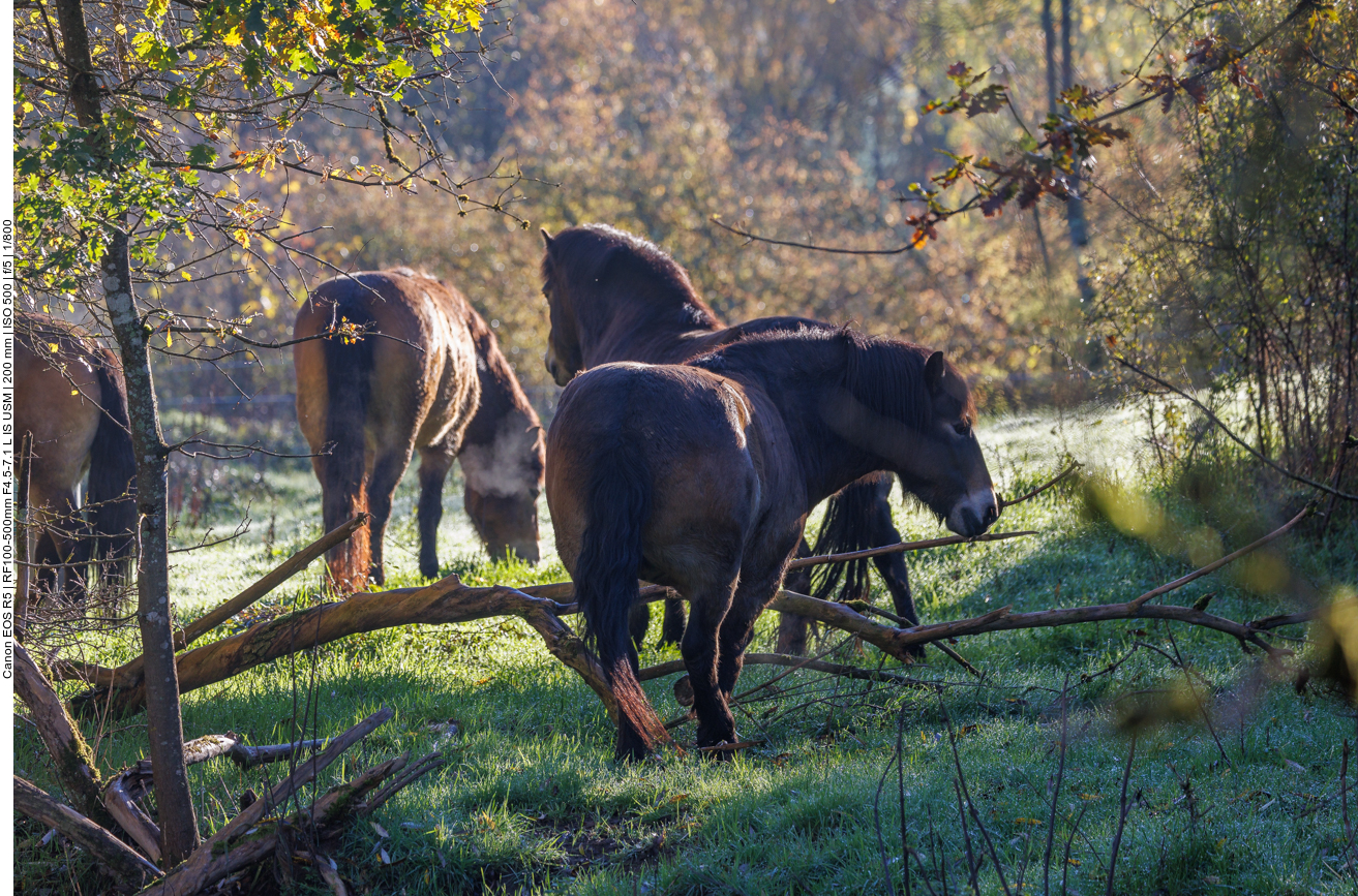 Exmoor-Ponys