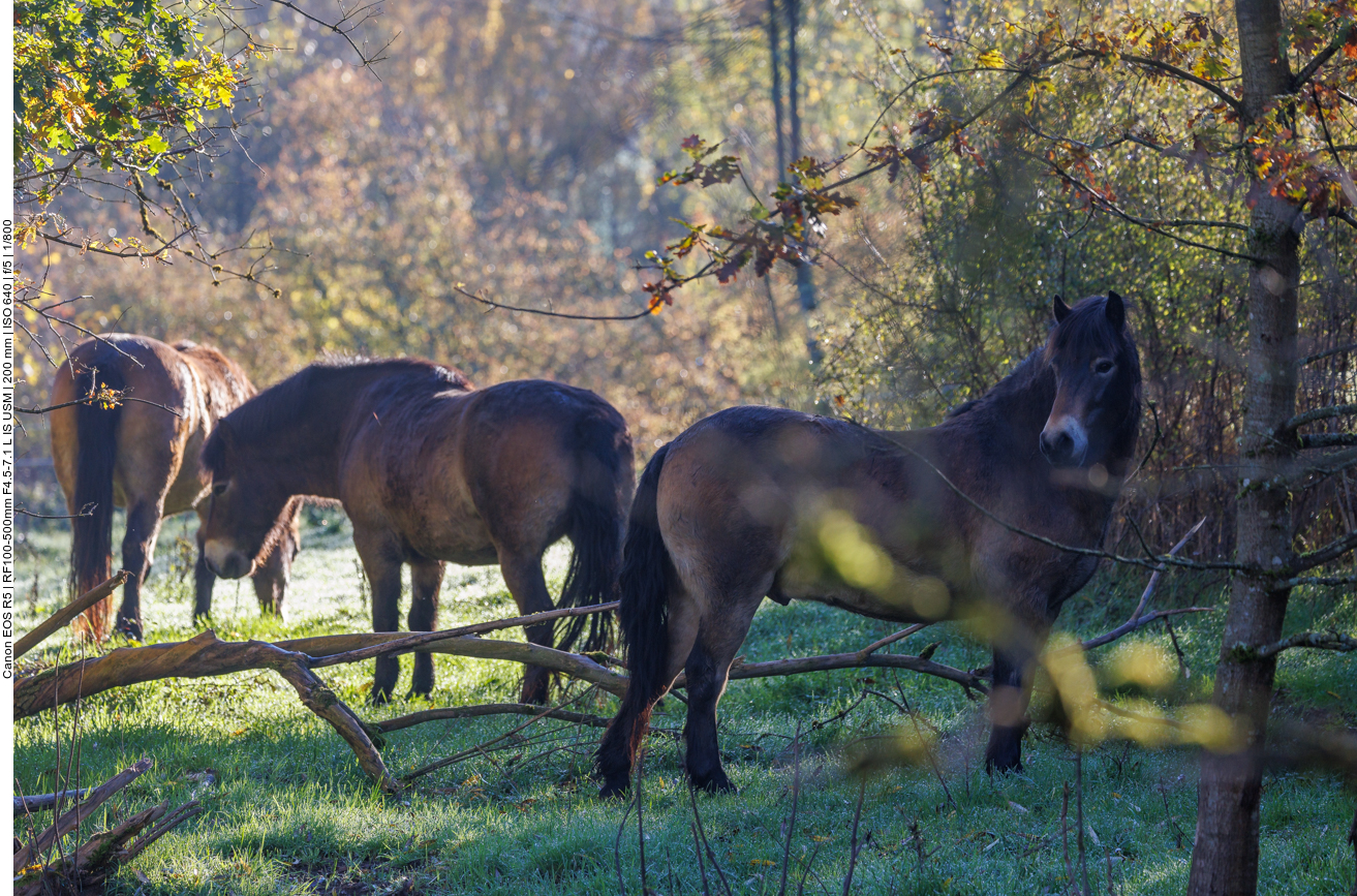 Exmoor-Ponys