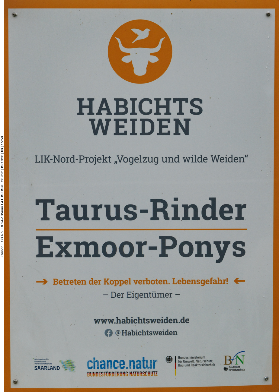 Kommen wir nun zu den Exmoor-Ponys