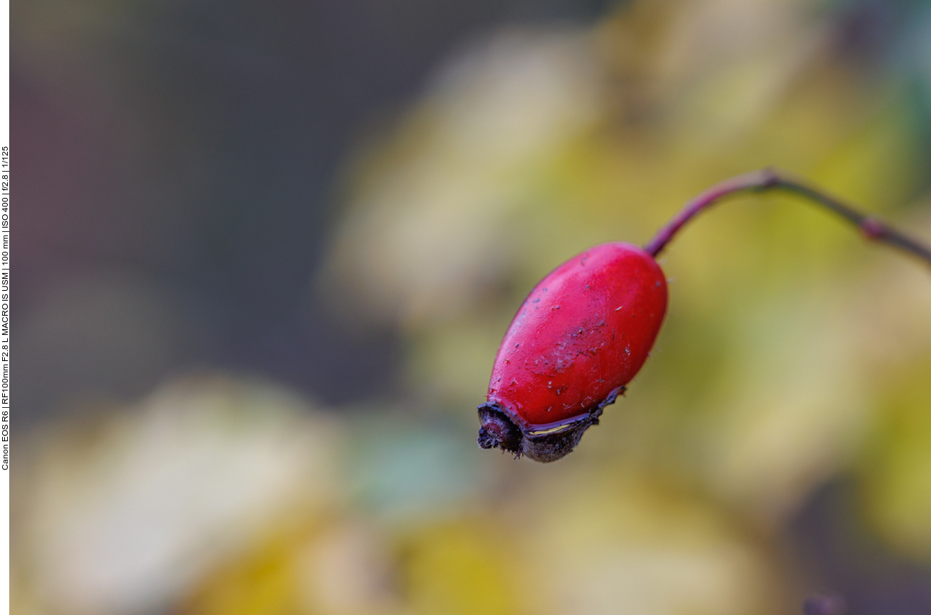 Hunds-Rose [Rosa canina]