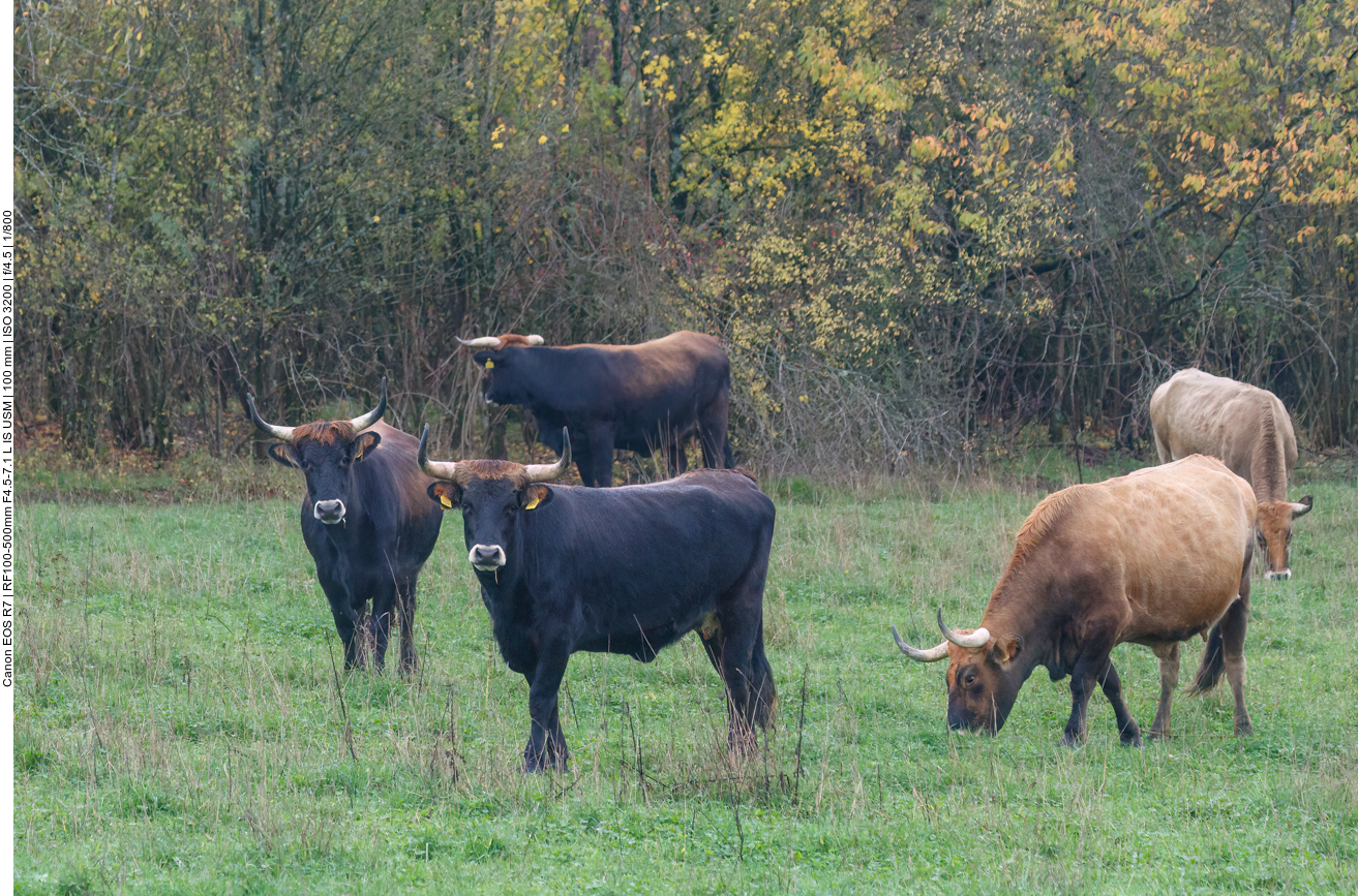 Taurus-Rinder auf der Weide