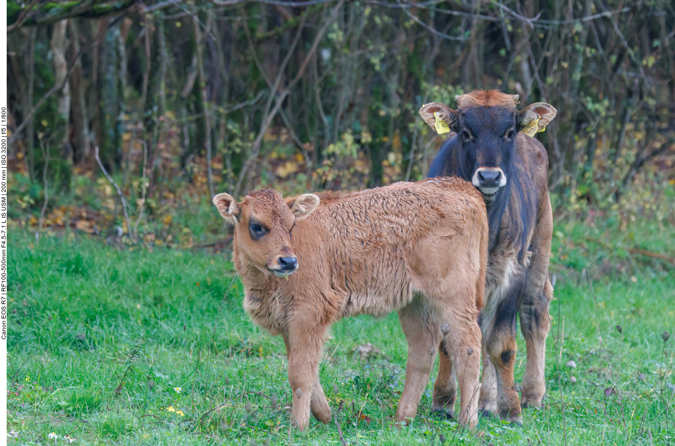 Junge Taurus-Rinder