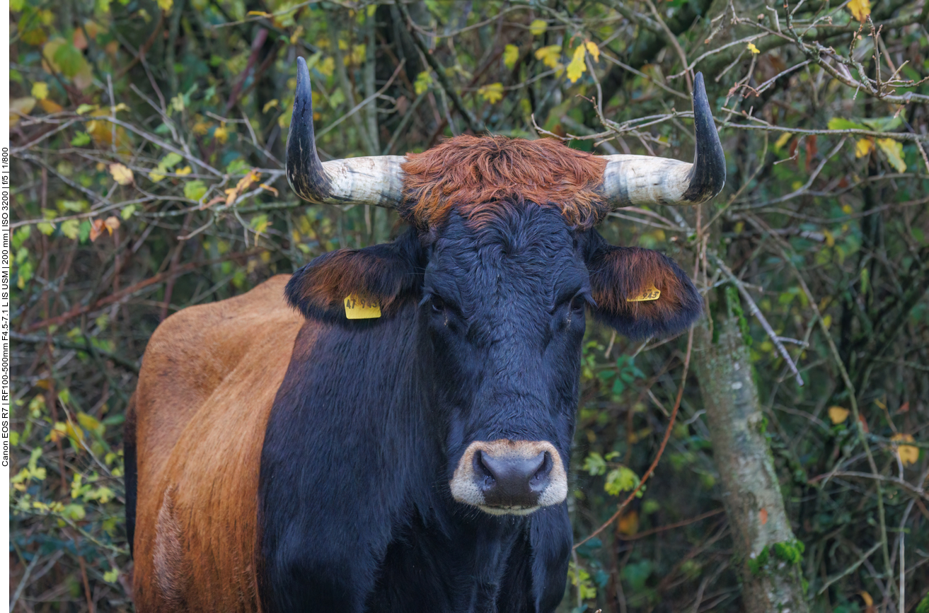 Stierender Blick ;-)