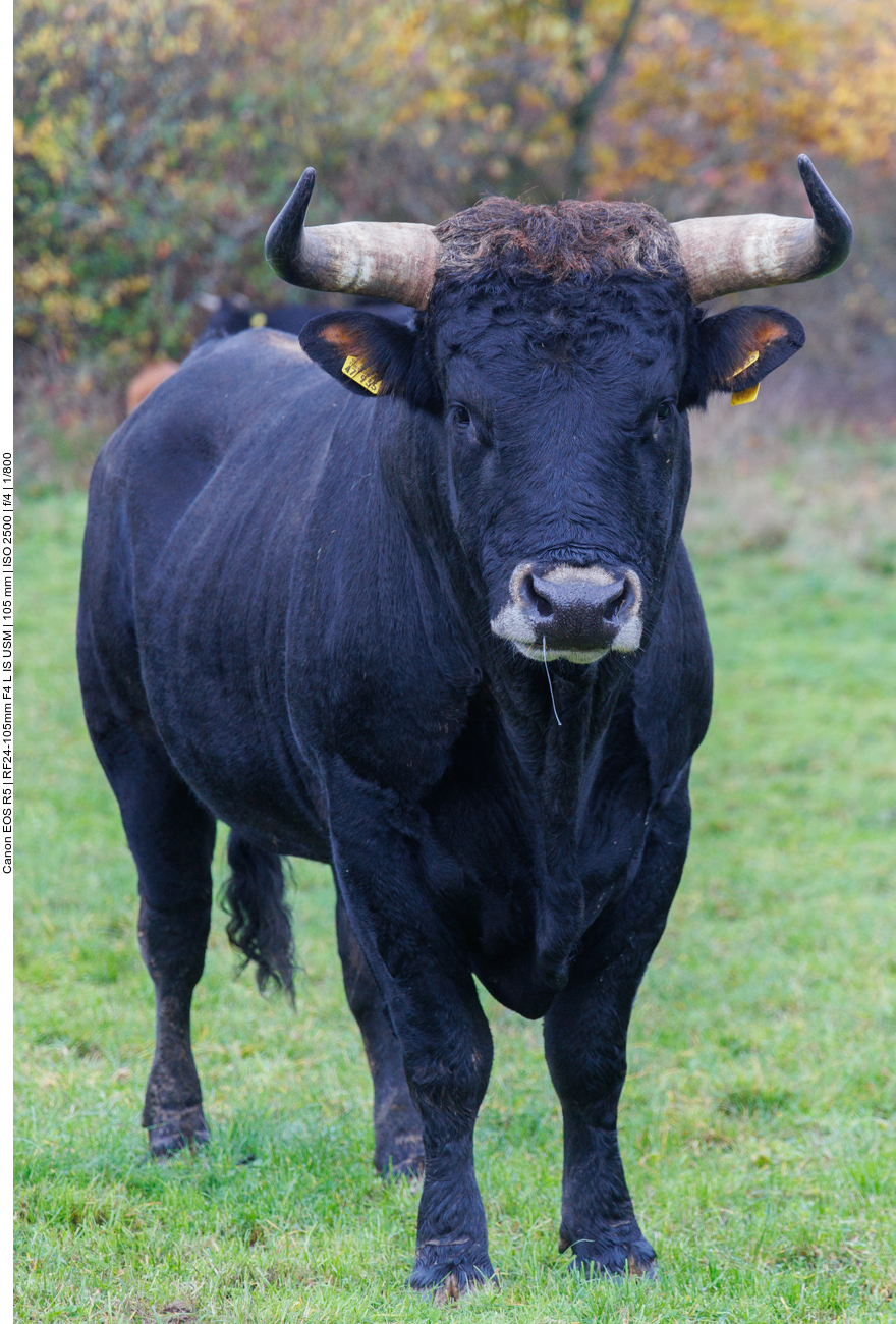 Taurus-Stier