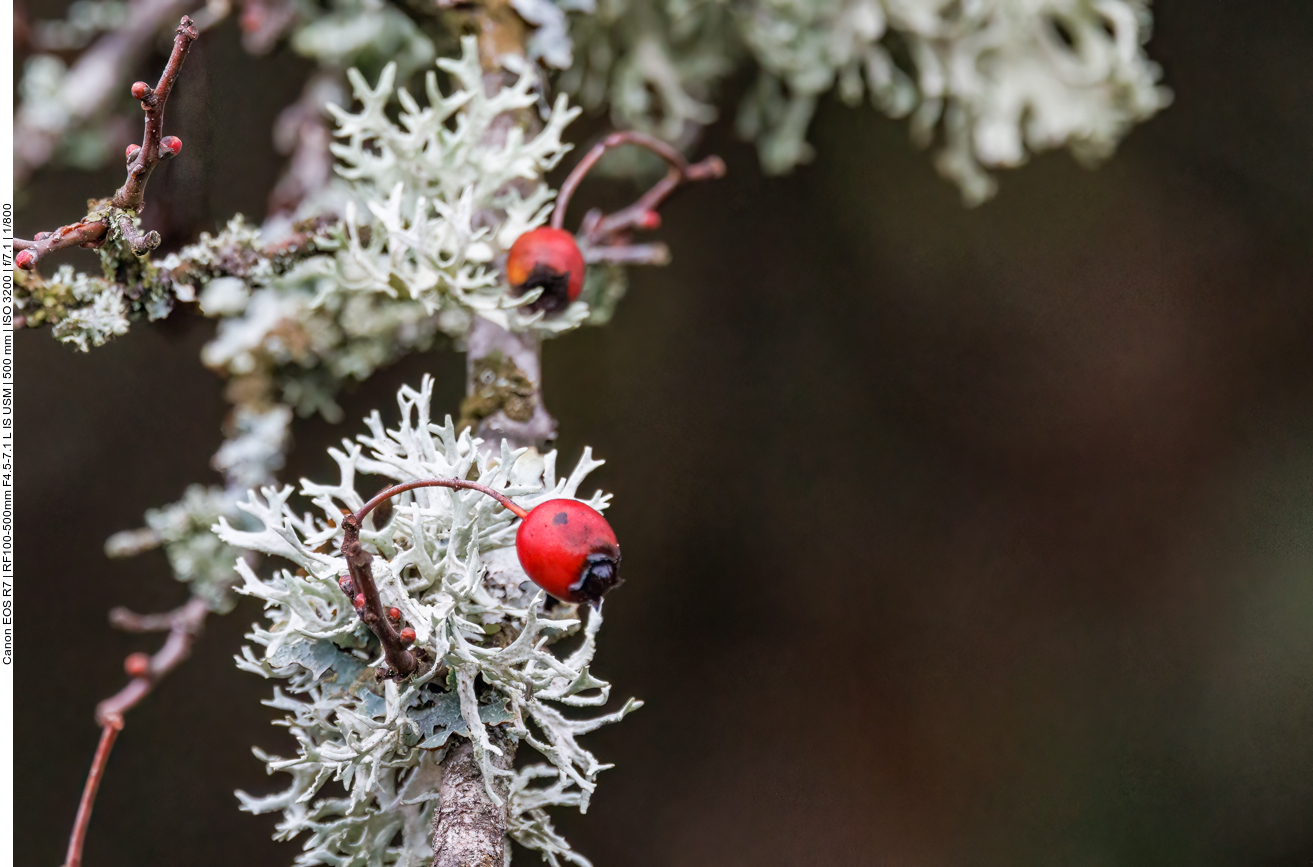 Elchgeweihflechte [Pseudevernia furfuracea] am Rosenstrauch