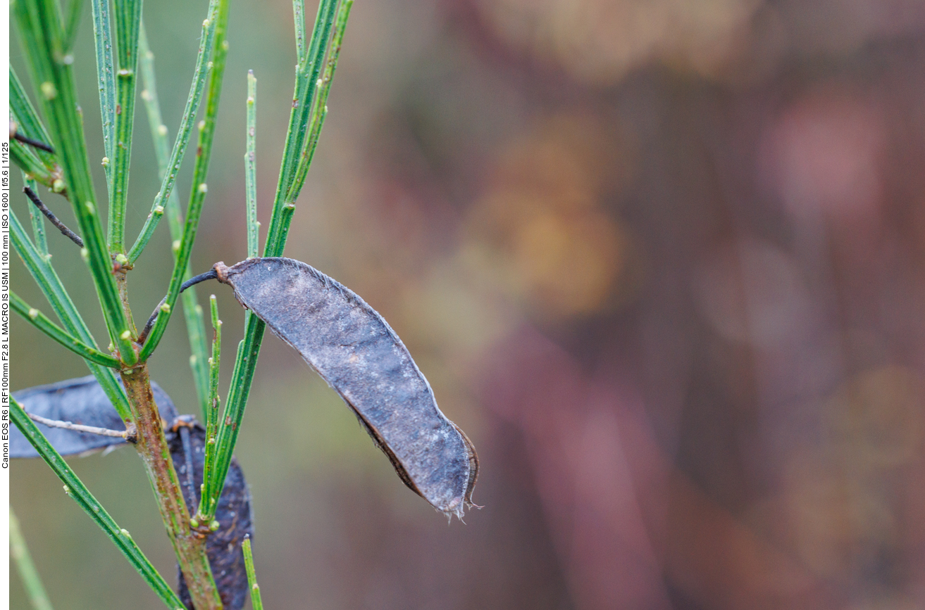 Besenginster [Cytisus coparius]