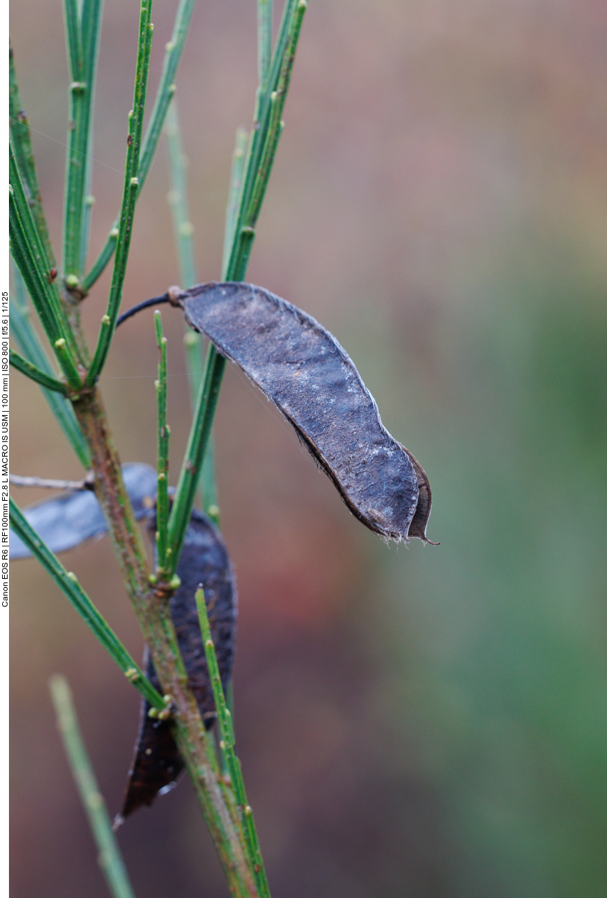 Besenginster [Cytisus coparius]