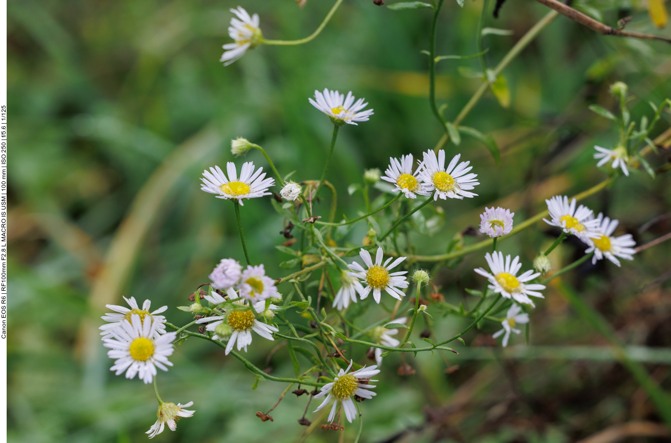 Borstiges Berufkraut [Erigeron strigosus]